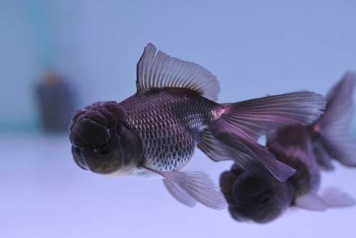 數(shù)量顏色有講究辦公室養(yǎng)魚(yú)風(fēng)水知識(shí)