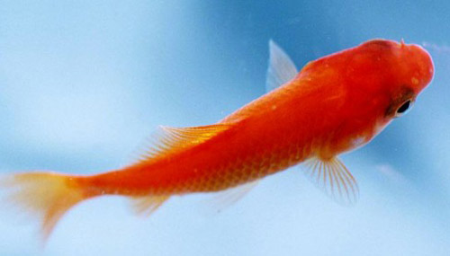 數(shù)量顏色有講究辦公室養(yǎng)魚(yú)風(fēng)水知識(shí)