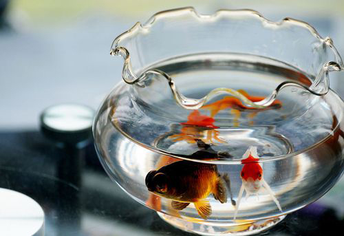 數(shù)量顏色有講究辦公室養(yǎng)魚(yú)風(fēng)水知識(shí)