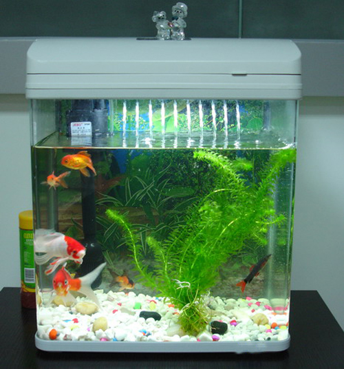 數(shù)量顏色有講究辦公室養(yǎng)魚(yú)風(fēng)水知識(shí)